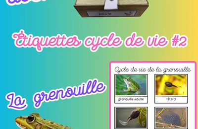 La grenouille : cycle de vie