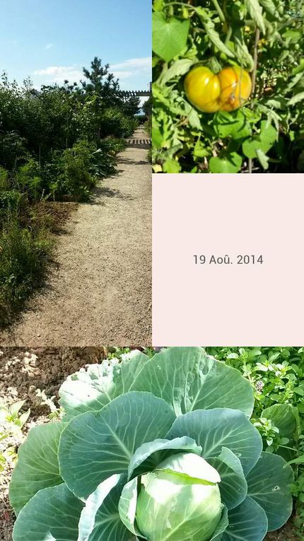 Eté 2014 - Photos du jardin partagé Anna Marly (Paris 14ème) prises par MFL