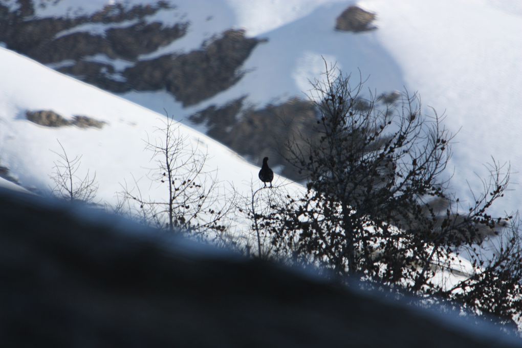 femelle bouquetin dans les alpes Italienne