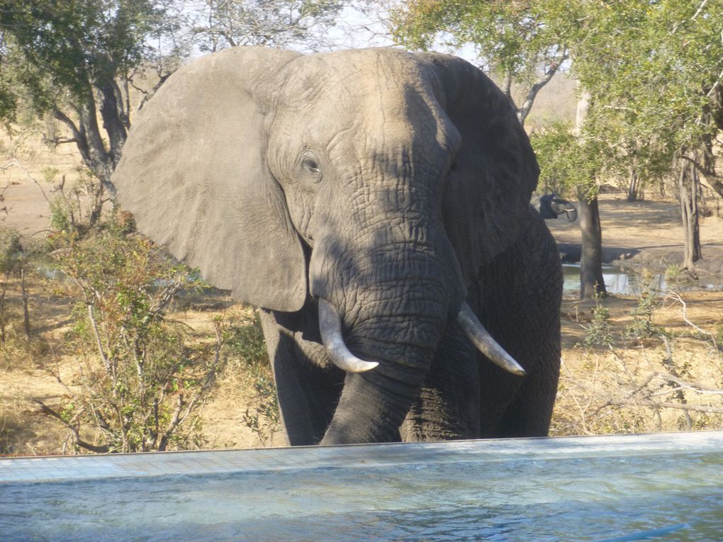 Safari en afrique : chez les animaux