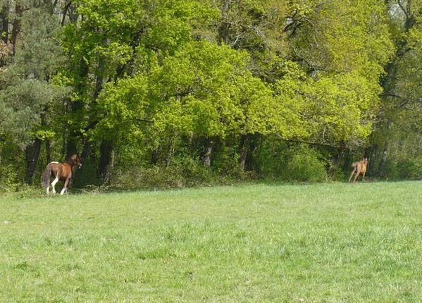 Un cheval au pré, les copains chevaux et poulains, l'alimentation, les balades, la gadoue... la belle vie quoi!