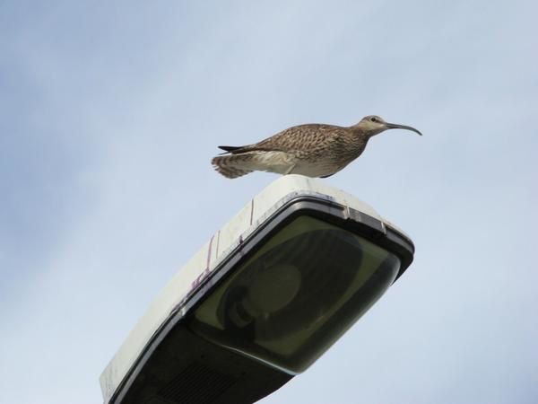 Faune sauvage et domestique et flore d'Islande.