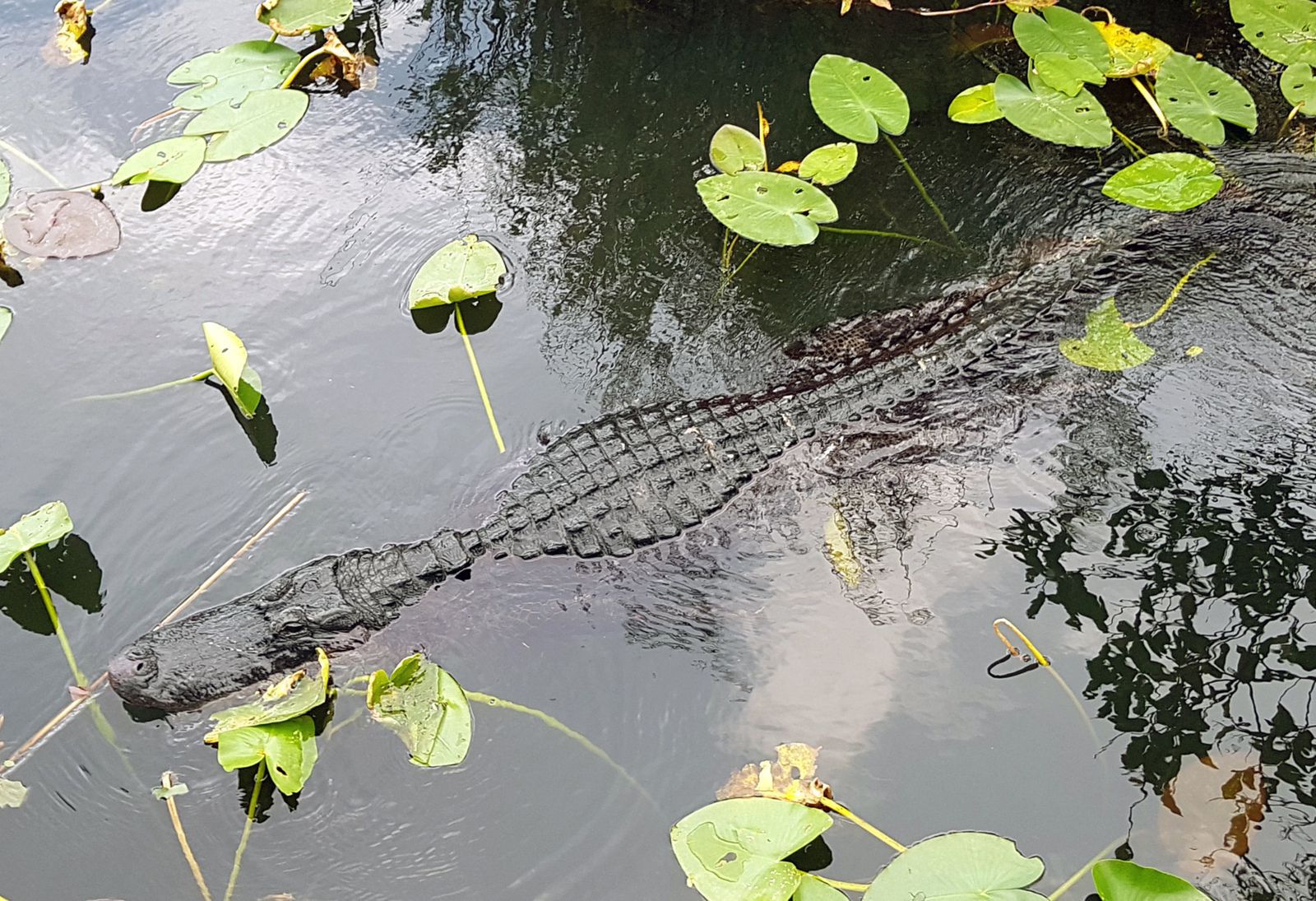 Anhinga Trail alligator