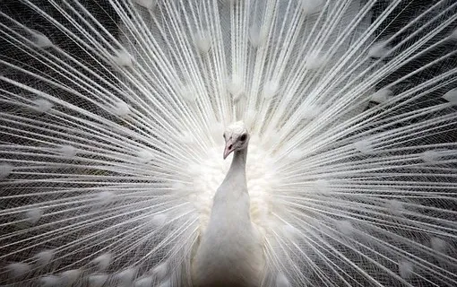 L'Oiseau Blanc de l'Esprit s'éveille en vous.