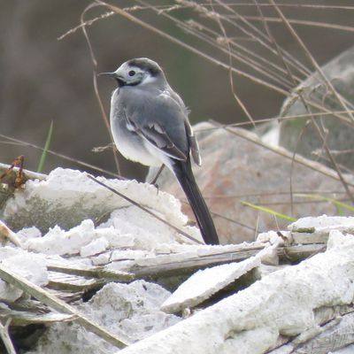 Les oiseaux d’île-de-France 