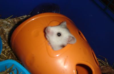 new hamsterinous