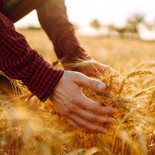 CRISPR augmente la longueur et le poids des grains de blé panifiable