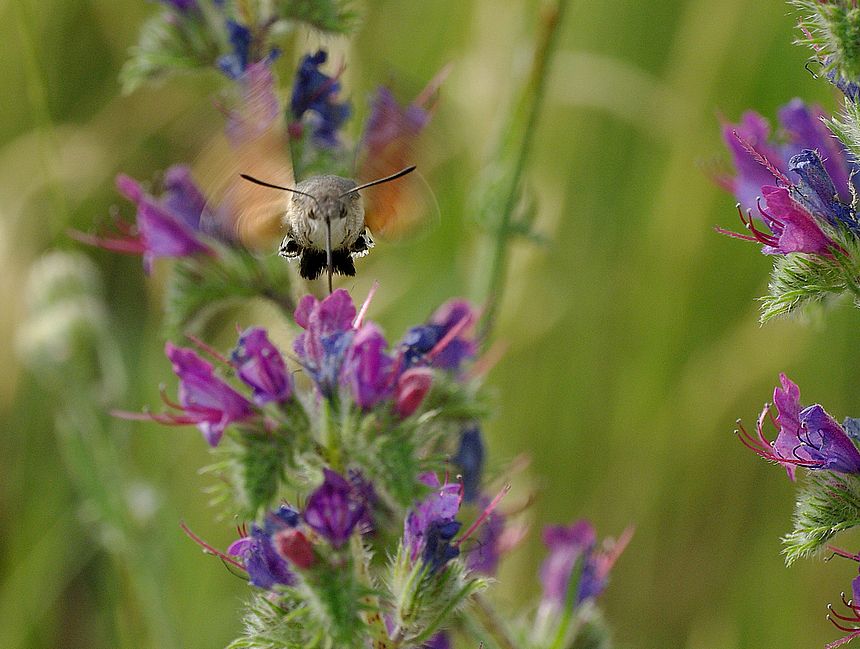 Album - Macro-Papillons