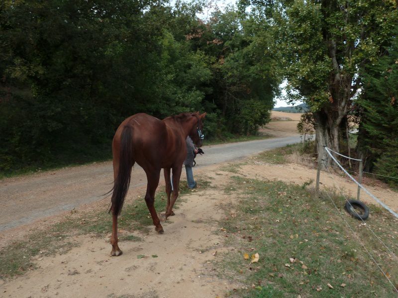 MA PETITE POULICHE, ELLE A 3 ANS ET DEMI REFORMEE DES COURSES DE GALOP NOUS AVONS LA VIE DEVANT NOUS ""ENSEMBLE"" QUE DU BONHEUR J EN SUIS SUR ELLE EST EXTRAORDINNAIRE CETTE JUJU MA BICHETTE MON AMOUR