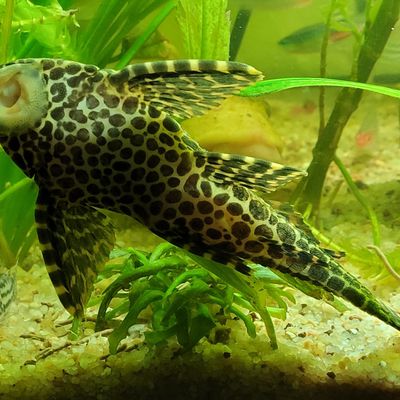 *** UN POISSON NETOYEUR LE PLECO ***