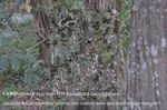 Special Operations Apps’ Camouflage App and Direct-to-Garment Printing to Revolutionize Camo and Combat Uniforms