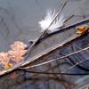 Plume et feuilles de chêne