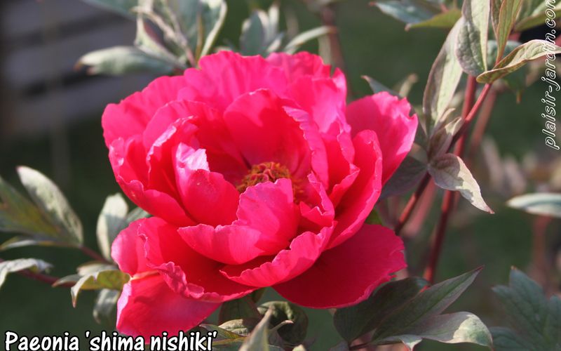 La fête des plantes de Locon 2014