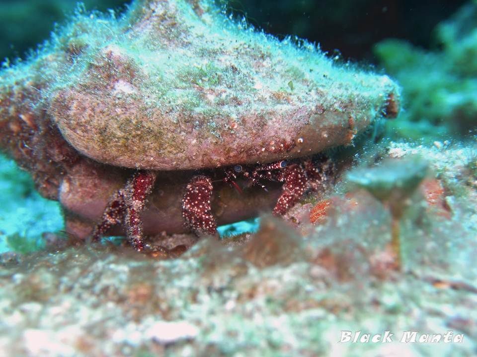 Album - Cozumel-02-2013