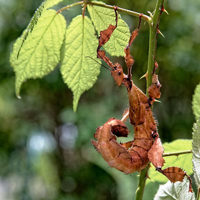 Photos à la Cité des Insectes