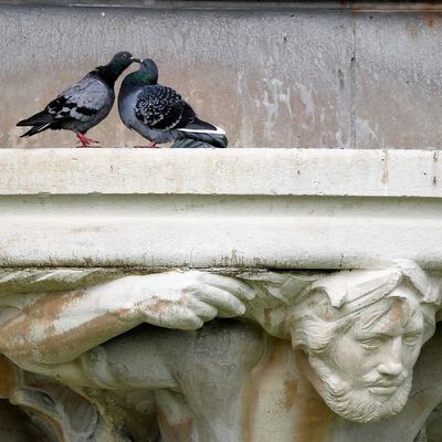 10 octobre. Deux pigeons s'aimaient d'amour tendre. Square Louise Michel, Fontaine des Tritons.