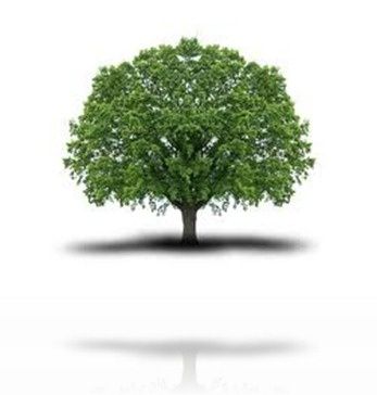 Info-Protection 3 – Les arbres, une source de vie
