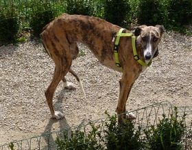 Galga en fugue sur Nice