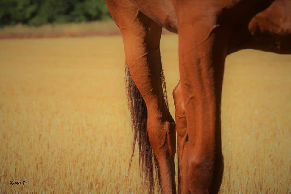 Cavalière 