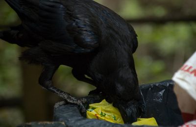 Le Grand corbeau de La Palma (Canaries)