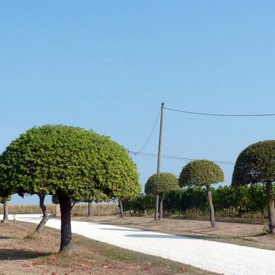 Les chênes en "champignon"