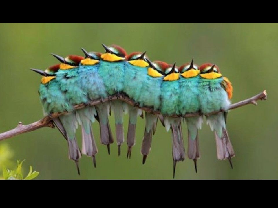 Divers - Il fallait l'attraper