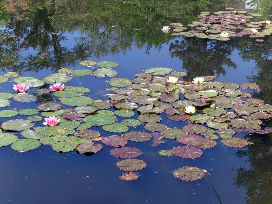 Du côté de Chez Claude Monet