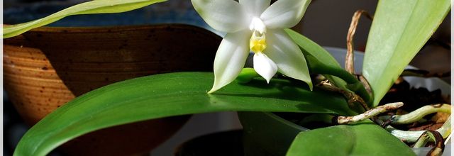Phalaenopsis bellina var. alba