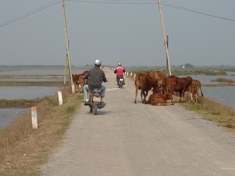 Album - thai-binh