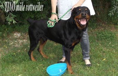 TINO mâle rottweiler trouvé sur Villeneuve-en-Retz 44580