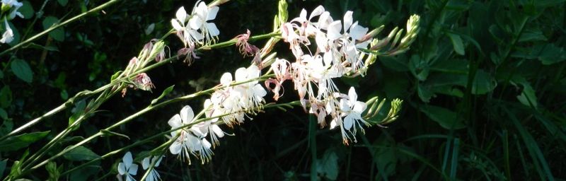 Des fleurs blanches pour le 15 août