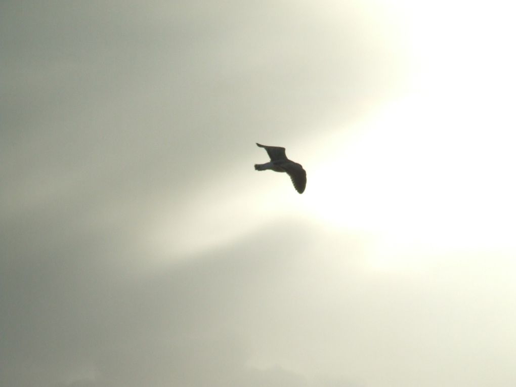 Mes photos de novembre... Le mois noir en breton !