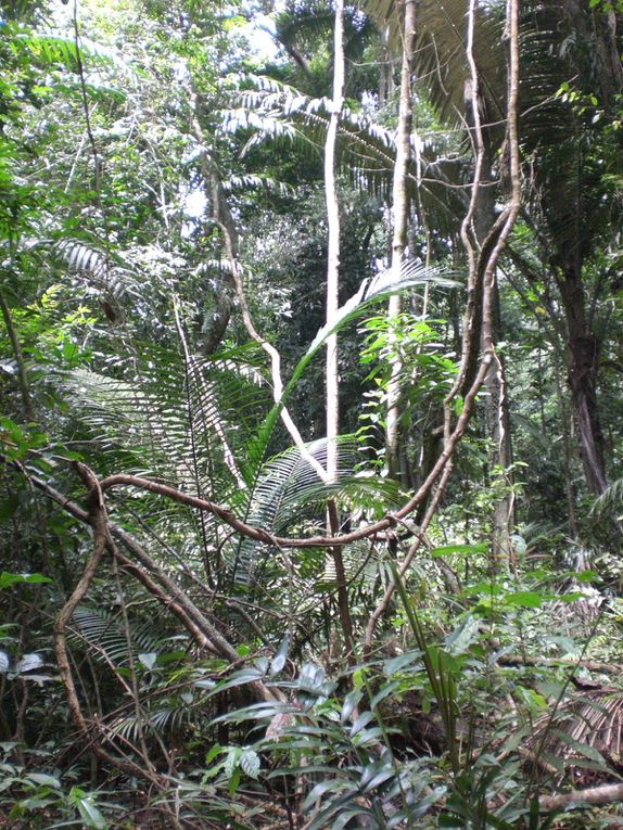 Quelques photos de Malaisie - Sejour sur l'ile de Tioman et dans le parc d'Endau Rompin a la receherche des elephants (jungle tropicale) 