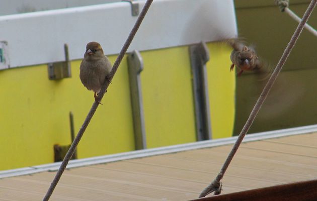 Deux oiseaux s'aiment dans l'immensité