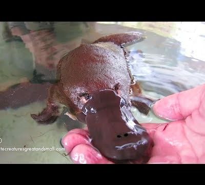 Un ornithorynque très amical