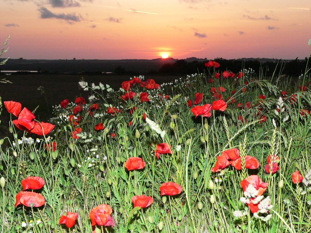 La fête de la Nature : découverte de St Valéry sur Somme et ses proches environs