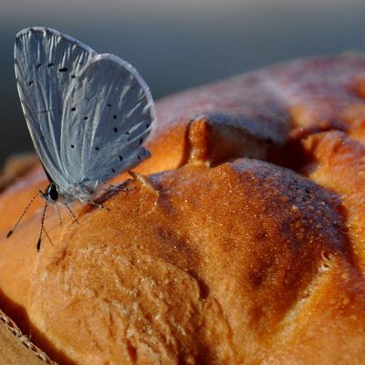 Un papillon gourmand à l'amande