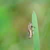 Cicadelle sur un brin d'herbe