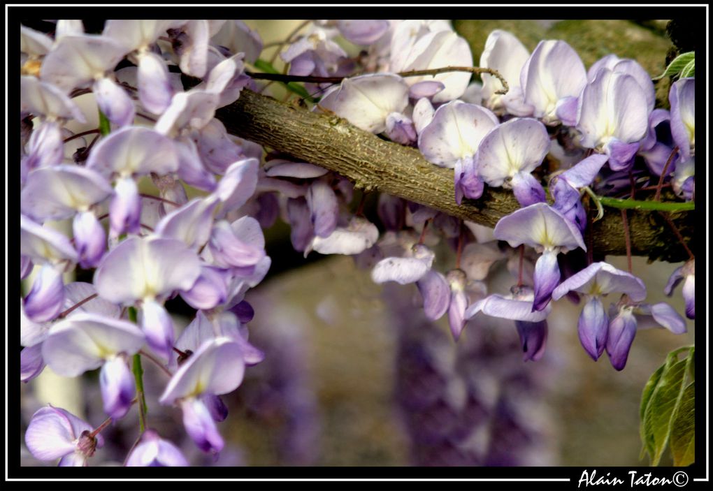 Album - Le-printemps