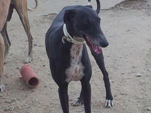 LIAISON LEVRIERS/ NOS GALGOS A L'ADOPTION