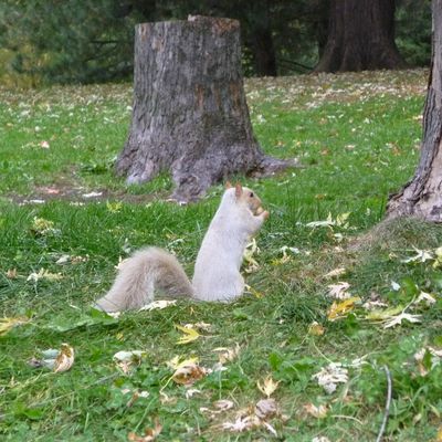 Rencontre d'un écureuil blanc