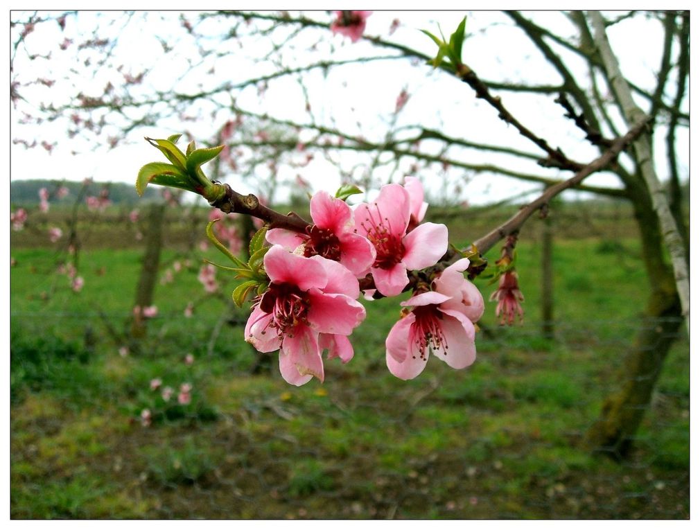 Que serait la Terre sans les plantes ?