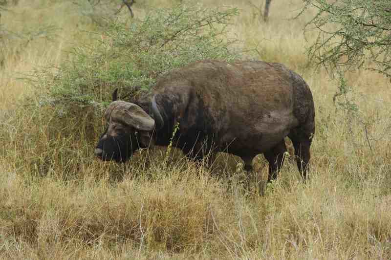 Quelques animaux rencontrés dans les parcs lors de notre voyage de noces.
K = Kenya
T = Tanzanie