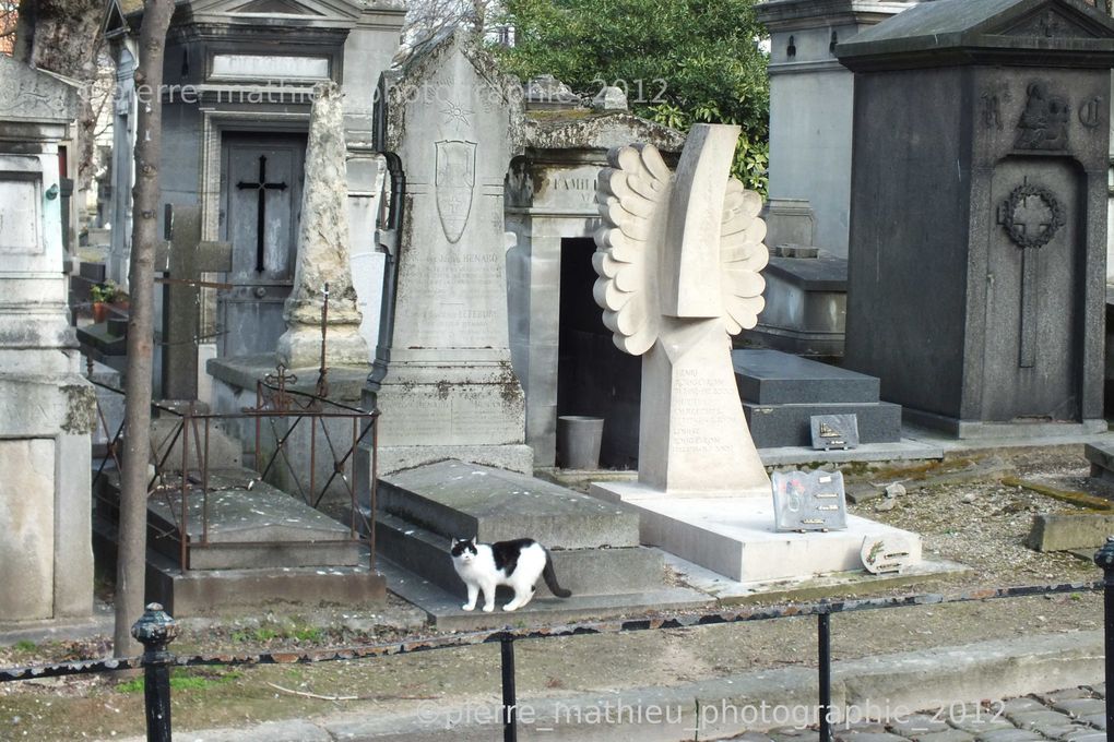 Album - chats-cimetiere-montmartre