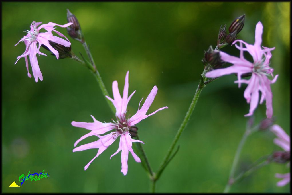 Album - PLANTES