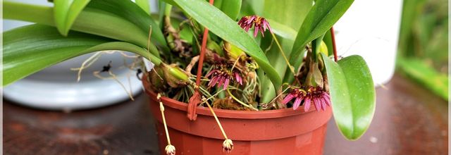 Bulbophyllum conccineum purpureum