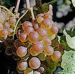 #White Blend Wine Producers Wisconsin Vineyards