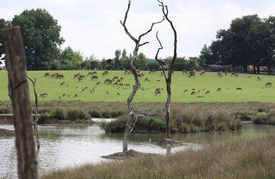 A voir dans le secteur à moins de 2 heures de route Parc animalier de Sainte Croix