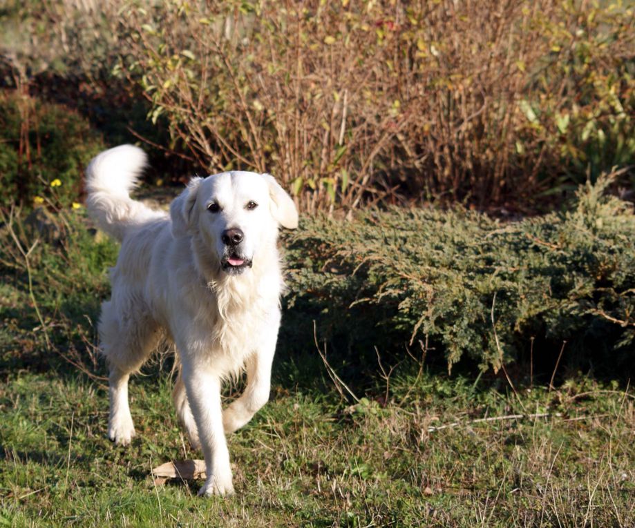 Chiens et chats divers rencontrés ou gardés chez moi... ou en visite !!