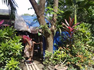 Une promenade ce matin de l'autre côté du fleuve passant par Yangoon,  en tuk-tuk.  On découvre des maisons très modestes et des gens très accueillants,  les enfants sont ravis de jouer avec Loup et partagent leur goûter.  Retour à la vraie réalité.  